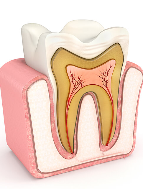 illustration of the interior of a tooth